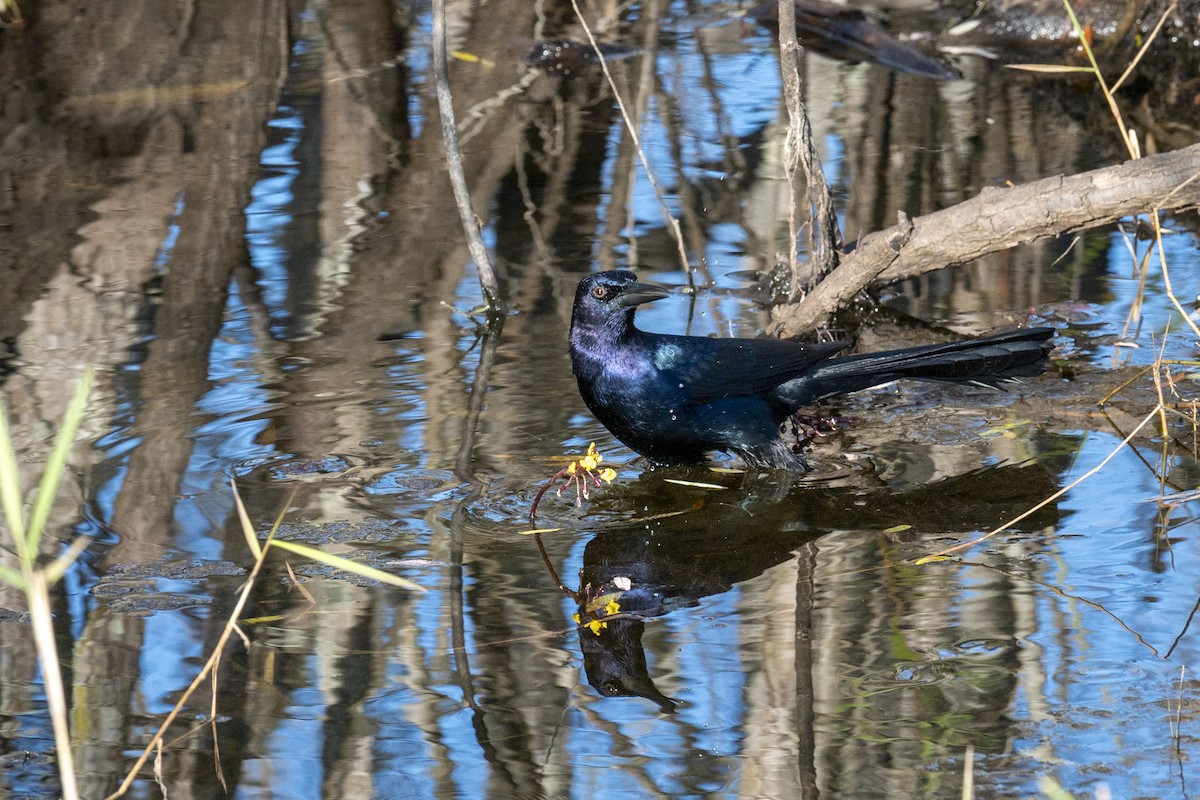 Common Grackle - ML629062039