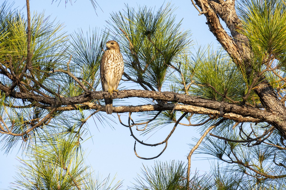 Red-shouldered Hawk - ML629062043