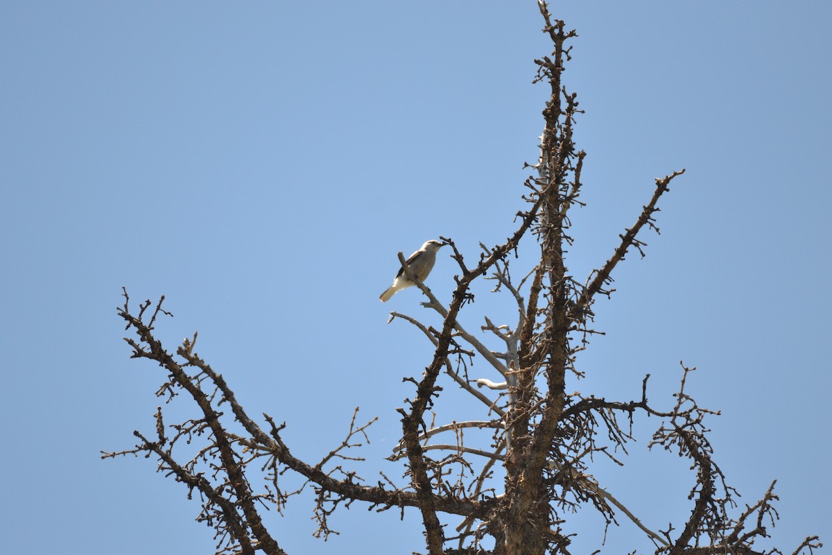 Clark's Nutcracker - ML62906211