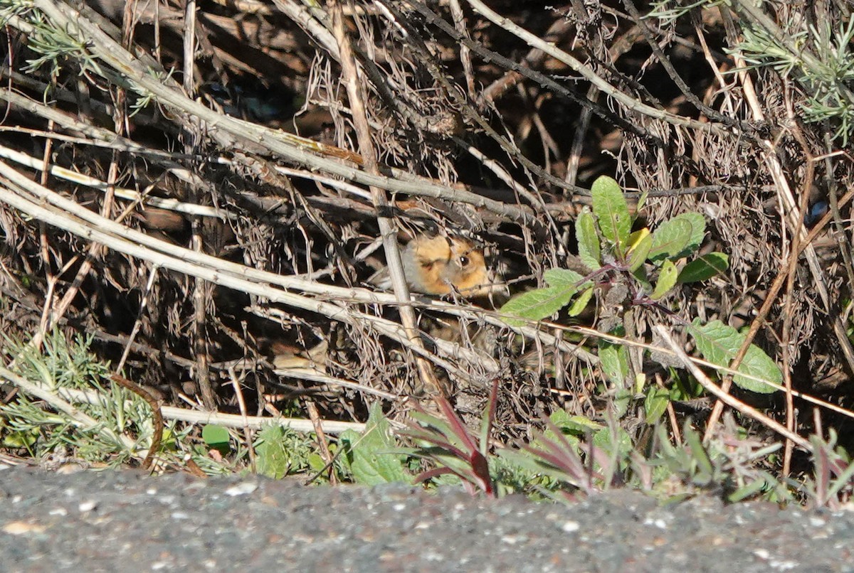 Nelson's Sparrow - ML629062140