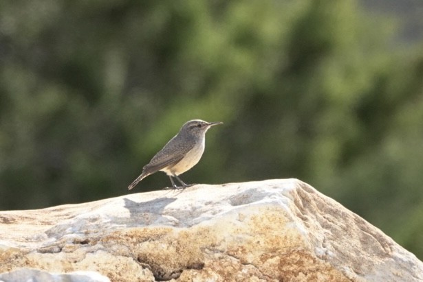 Rock Wren - ML629062219