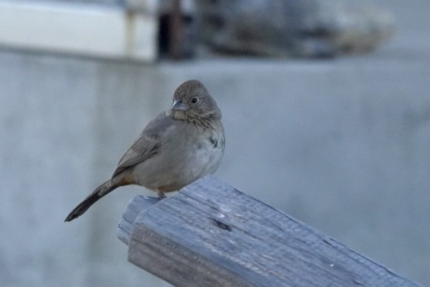 Canyon Towhee - ML629062227