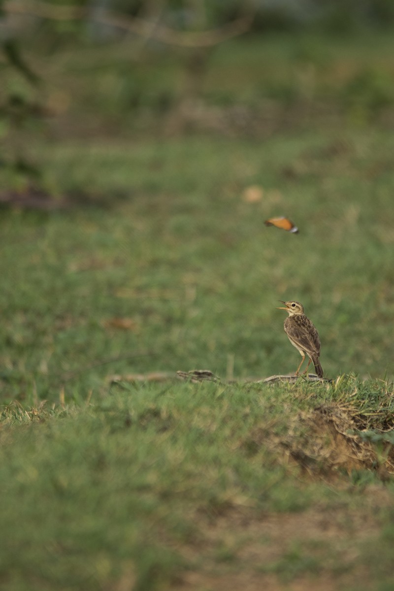 Paddyfield Pipit - ML62906241