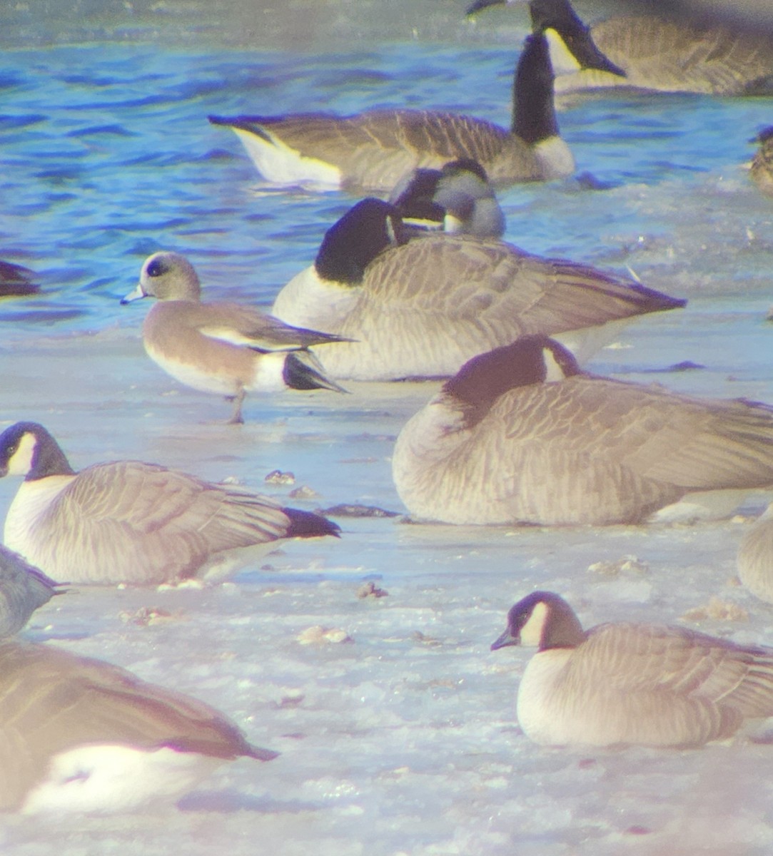 American Wigeon - ML629062498