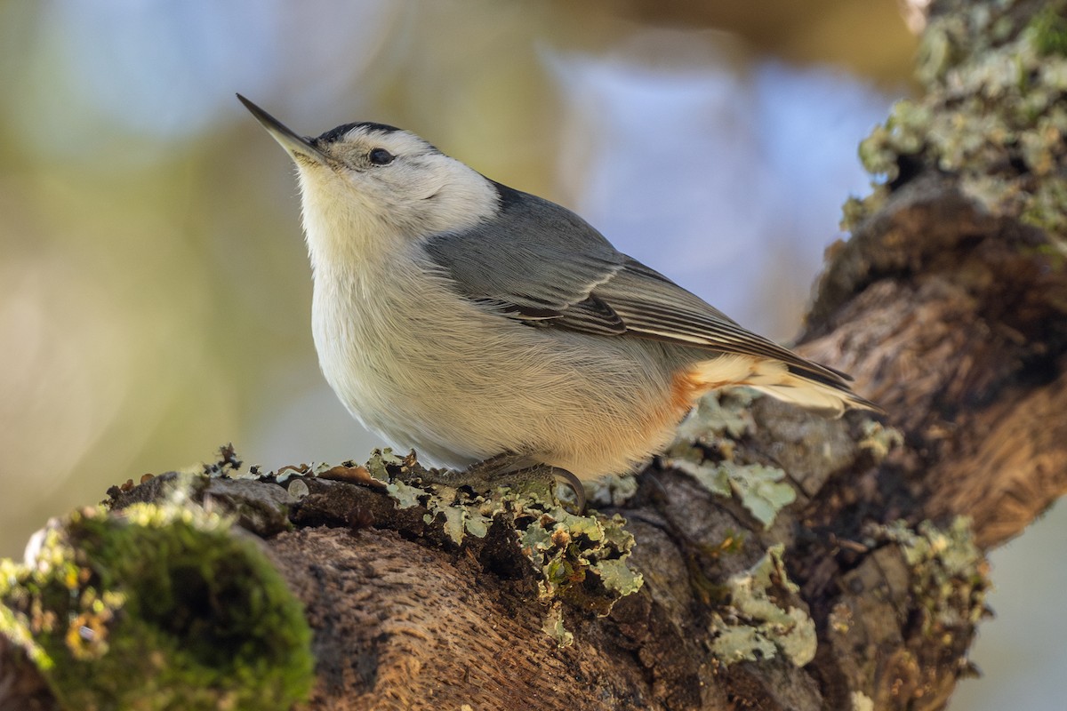 White-breasted Nuthatch - ML629062522