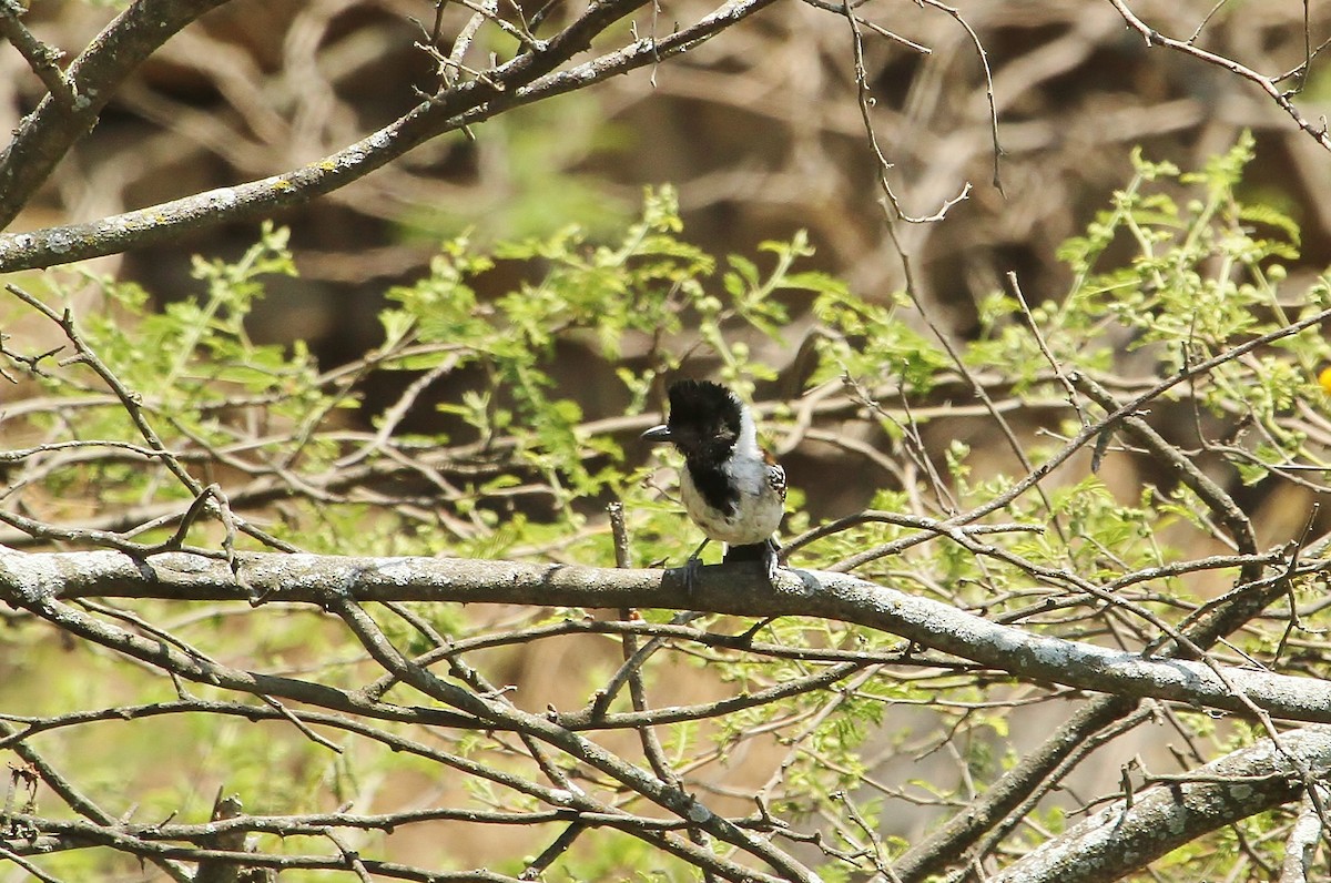 Collared Antshrike - ML629062538