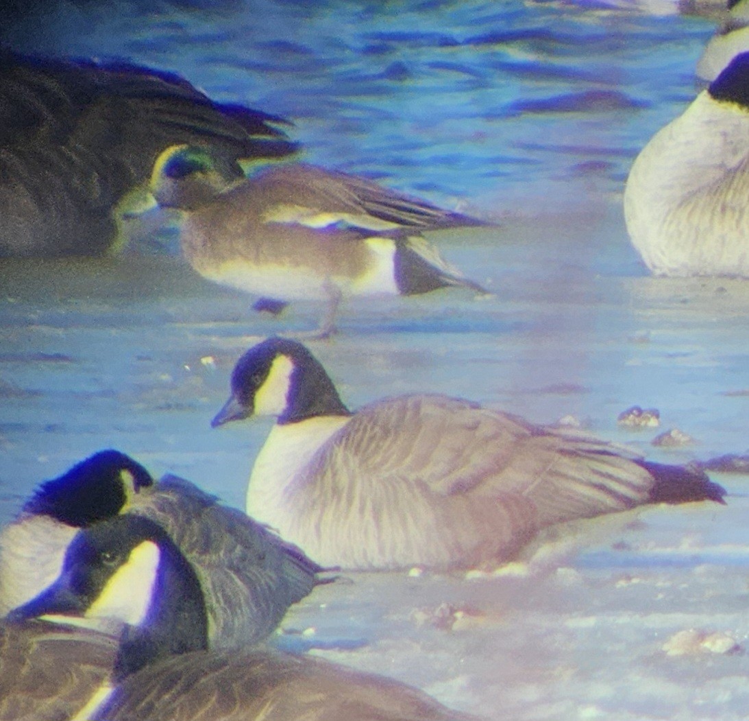 American Wigeon - ML629062565