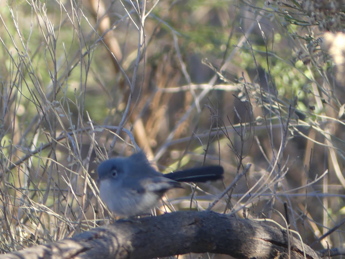 California Gnatcatcher - ML629062587