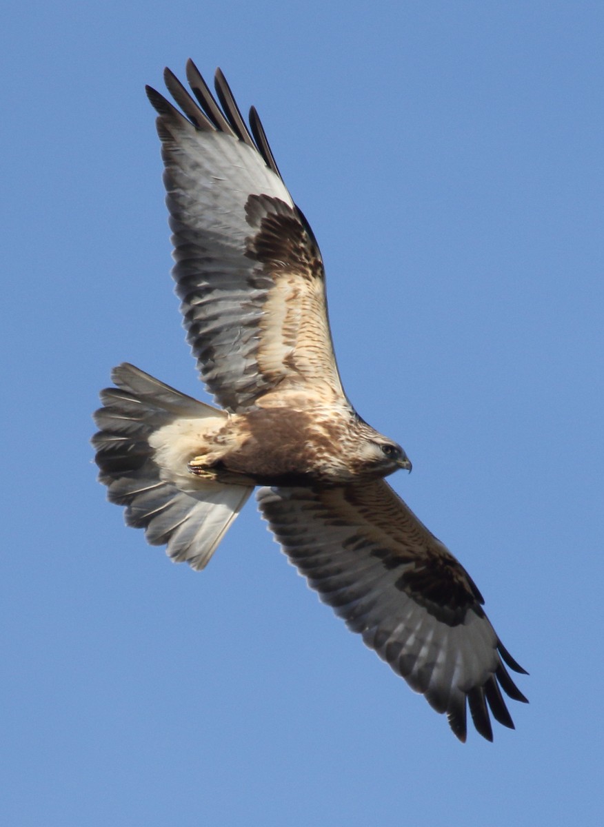 Rough-legged Hawk - ML629062593