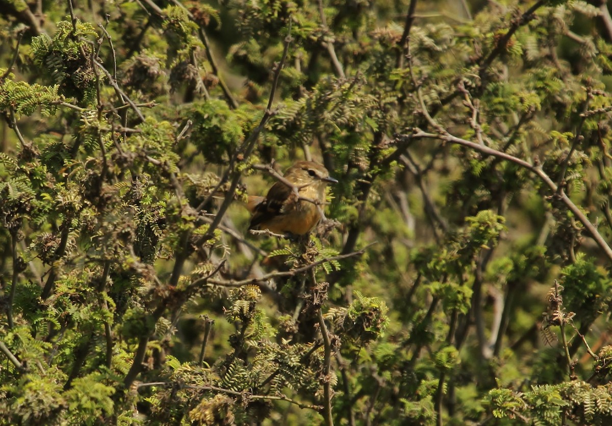 Bran-colored Flycatcher - ML629062652