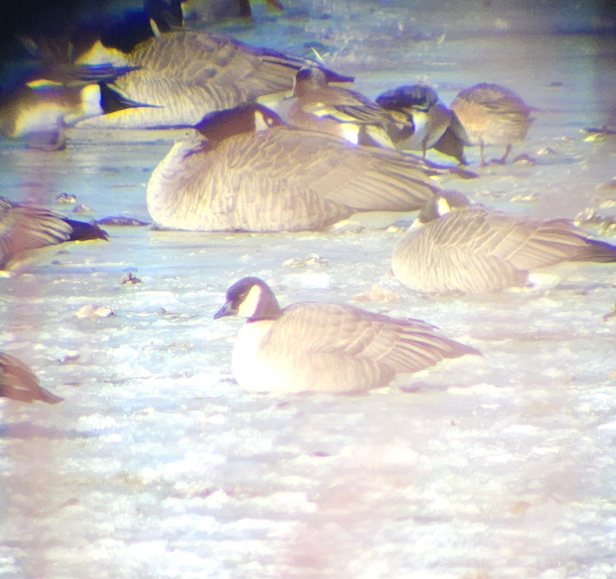 Cackling Goose - ML629062686