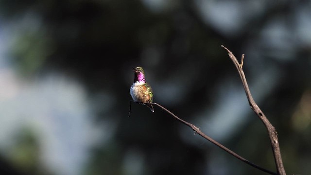 Bumblebee Hummingbird - ML629062722