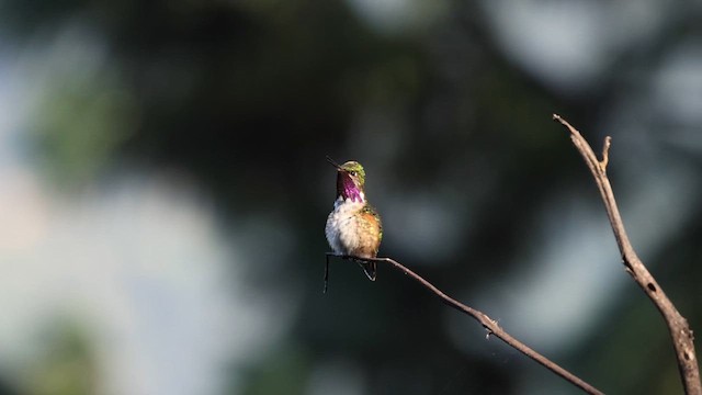 Bumblebee Hummingbird - ML629062728