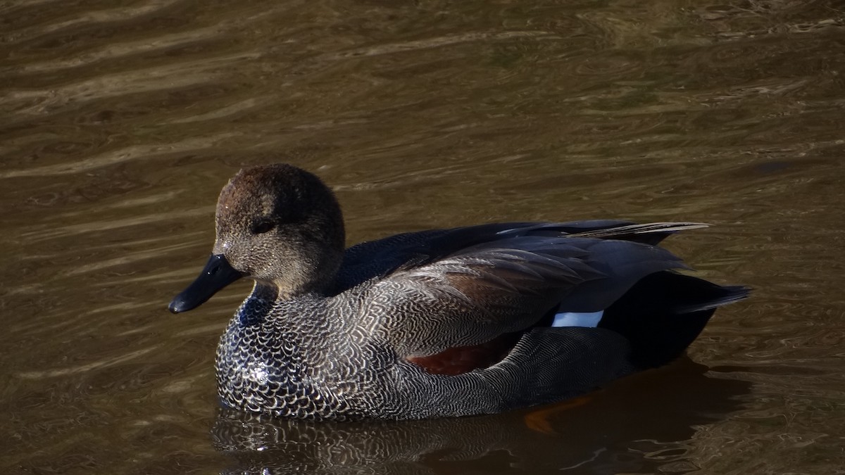 Canapiglia - ML629062828