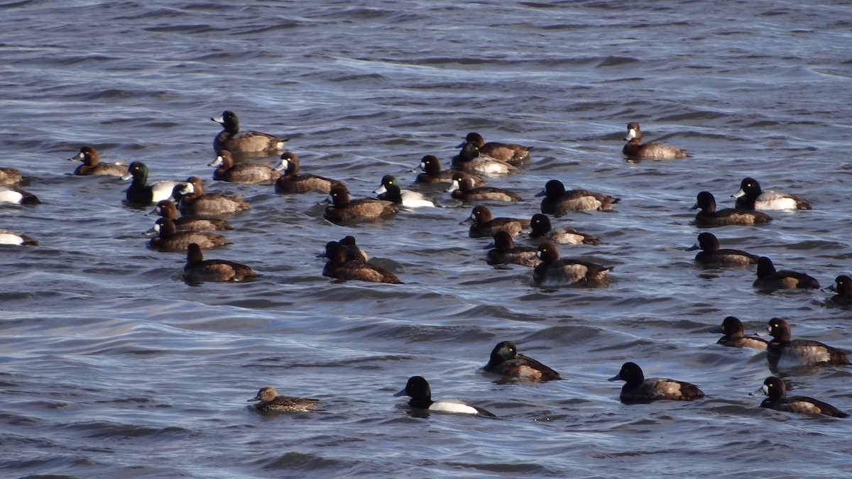 Moretta grigia - ML629062849