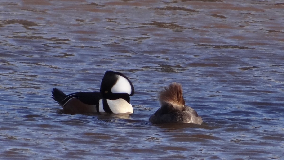 Smergo dal cappuccio - ML629062865