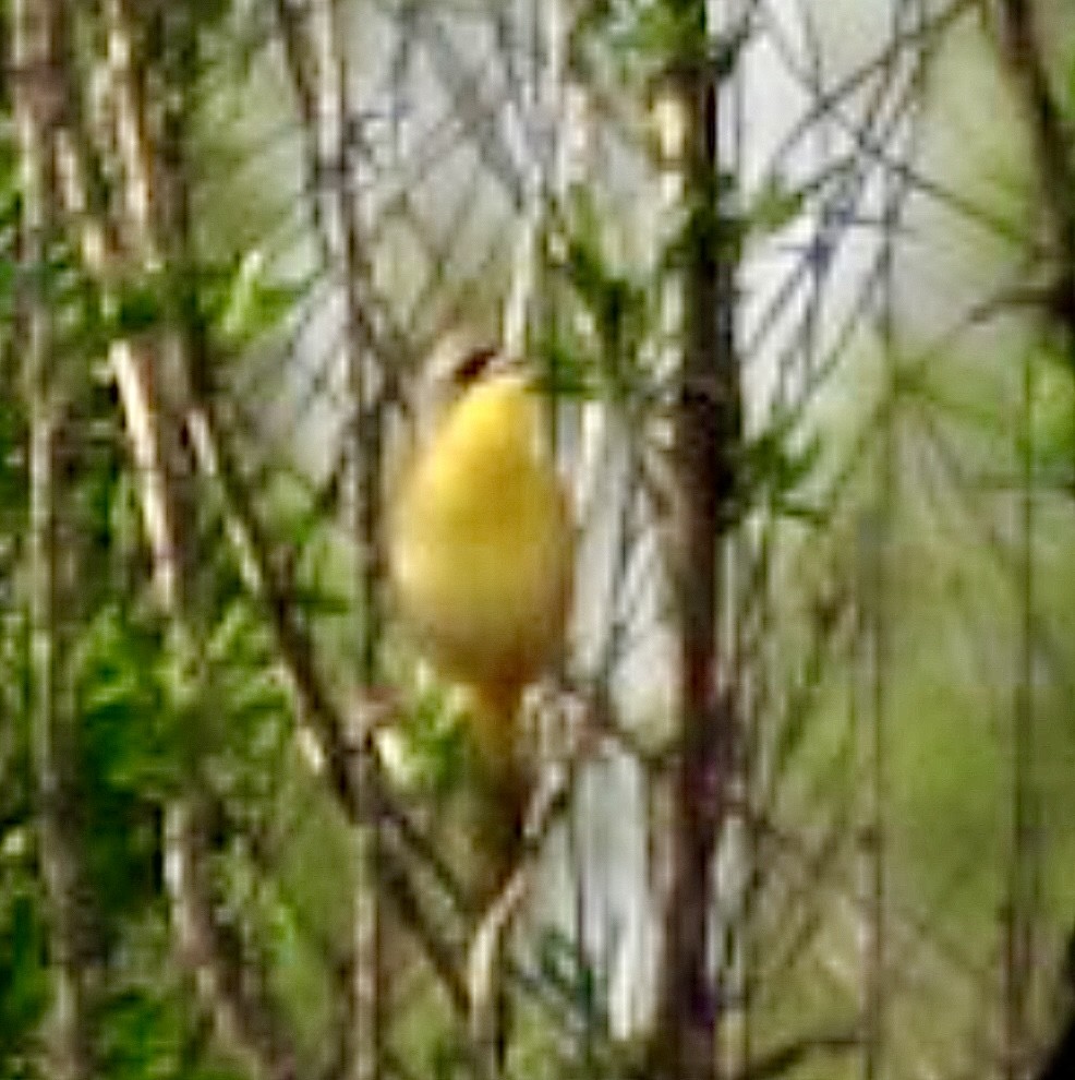 Gray-crowned Yellowthroat - ML629062899