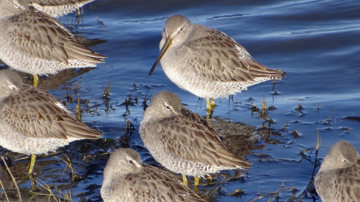 Limnodromo pettorossiccio - ML629062900