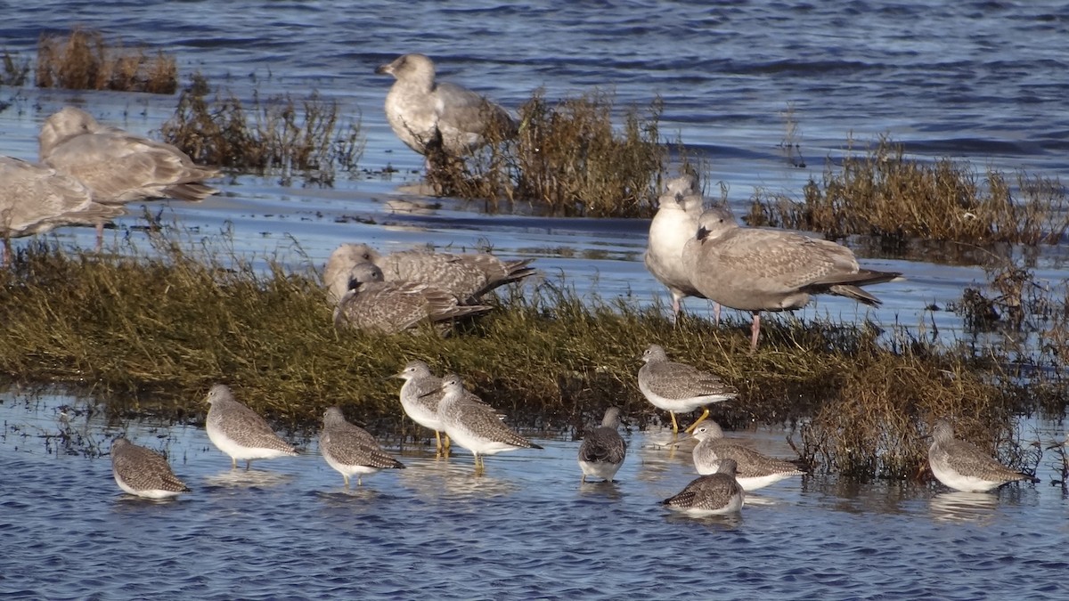 Greater Yellowlegs - ML629062931