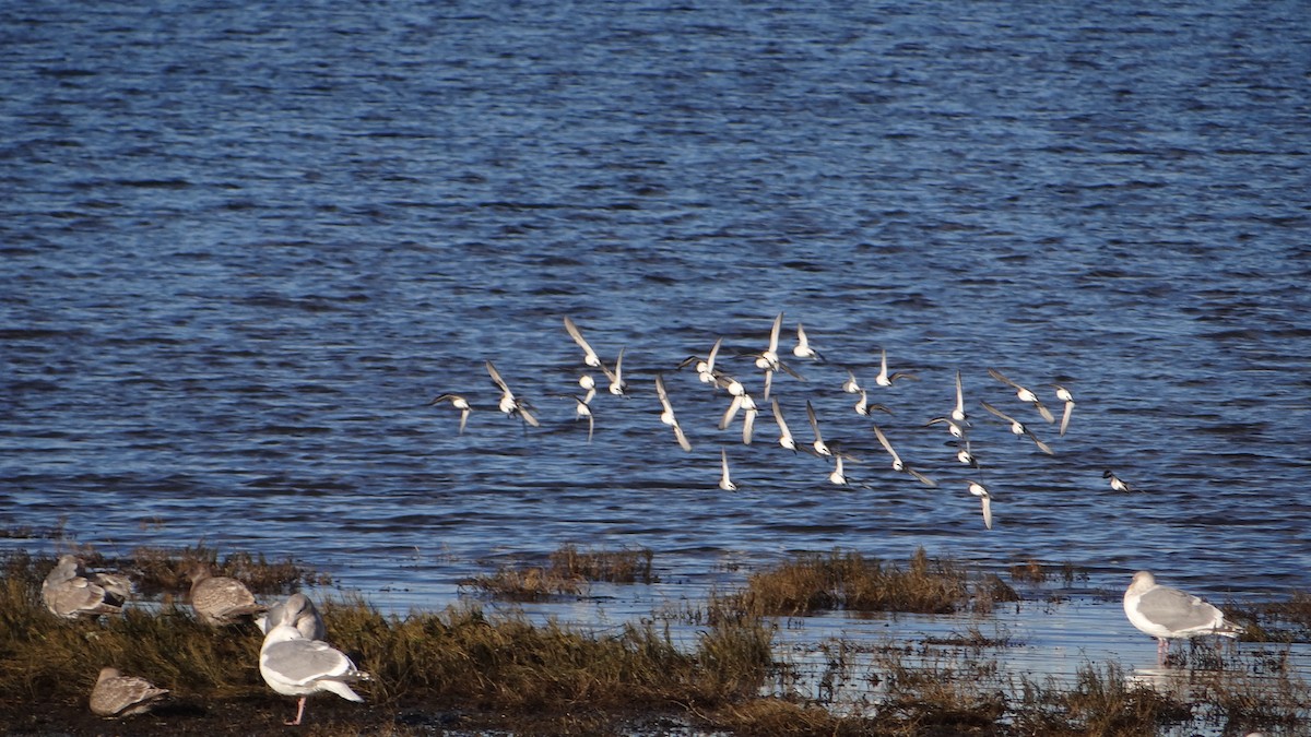 Piovanello pancianera - ML629062966