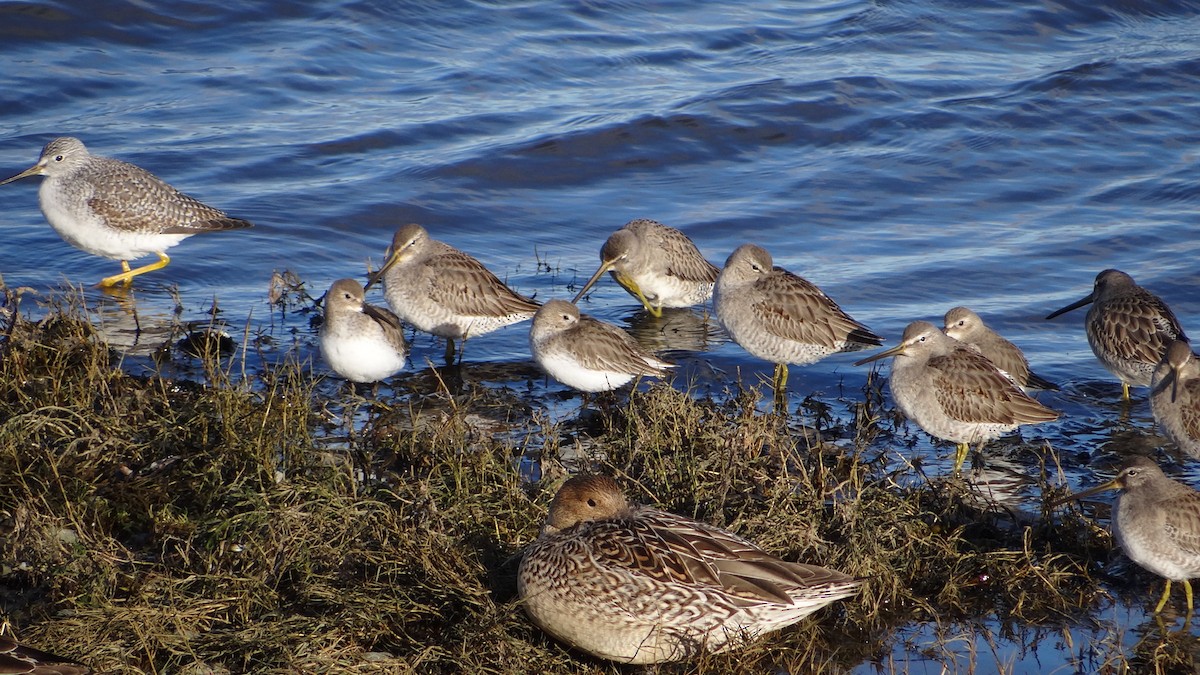 Piovanello pancianera - ML629062967