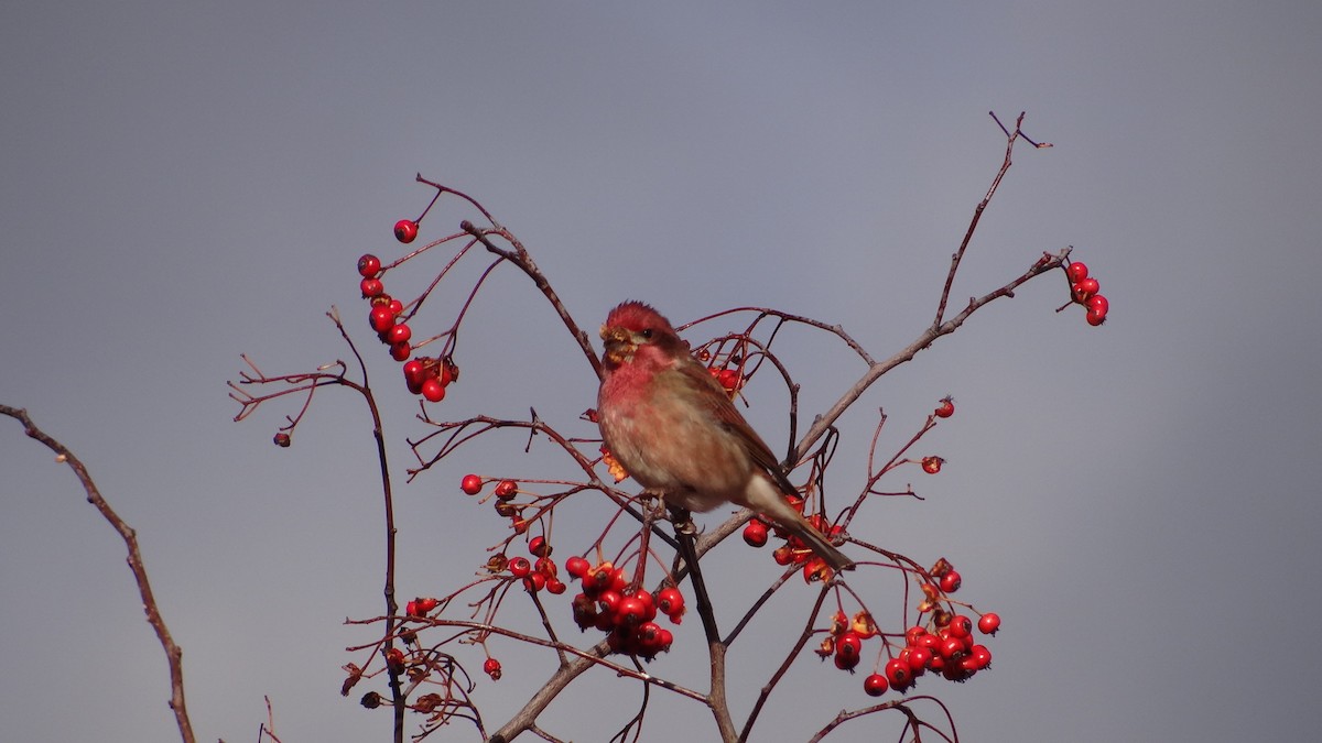 Purple Finch - ML629062986