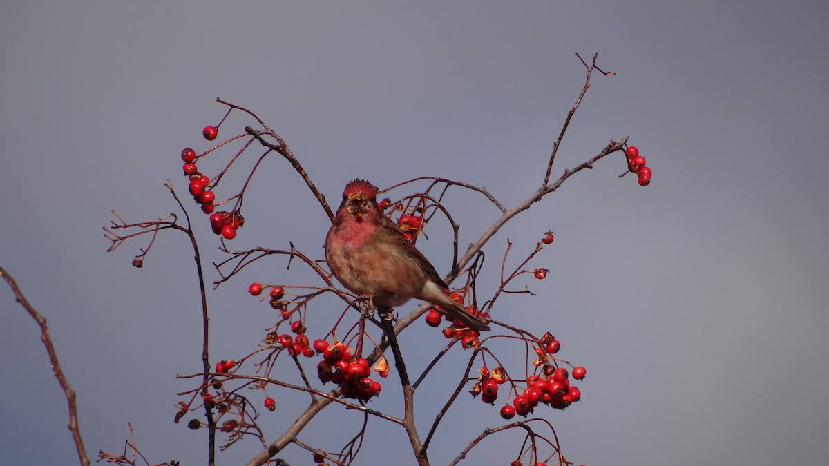 Purple Finch - ML629062987