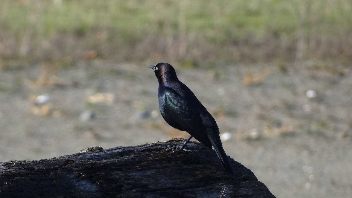 Brewer's Blackbird - ML629063001
