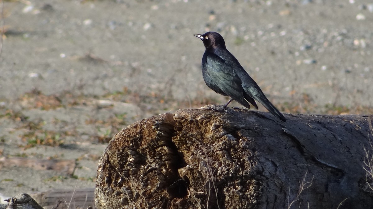 Brewer's Blackbird - ML629063003