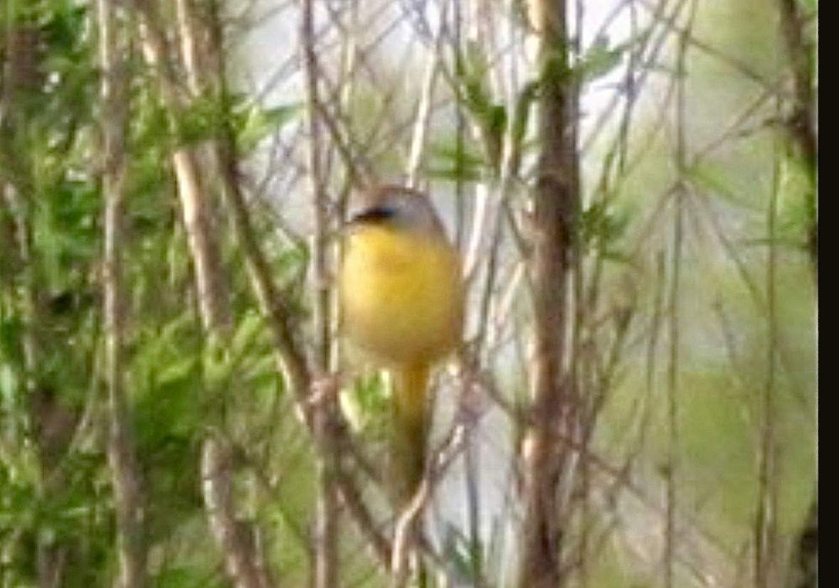 Gray-crowned Yellowthroat - ML629063037