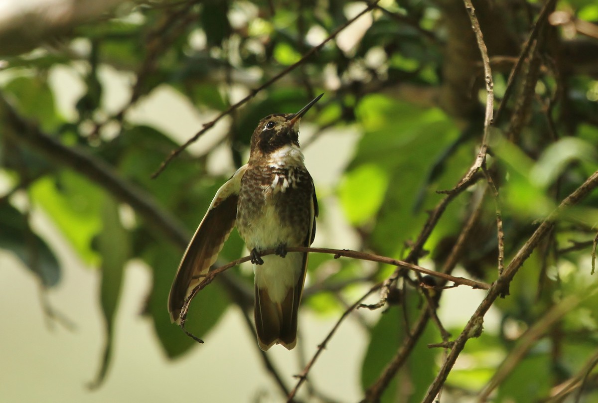 Purple-backed Sunbeam - ML629063081