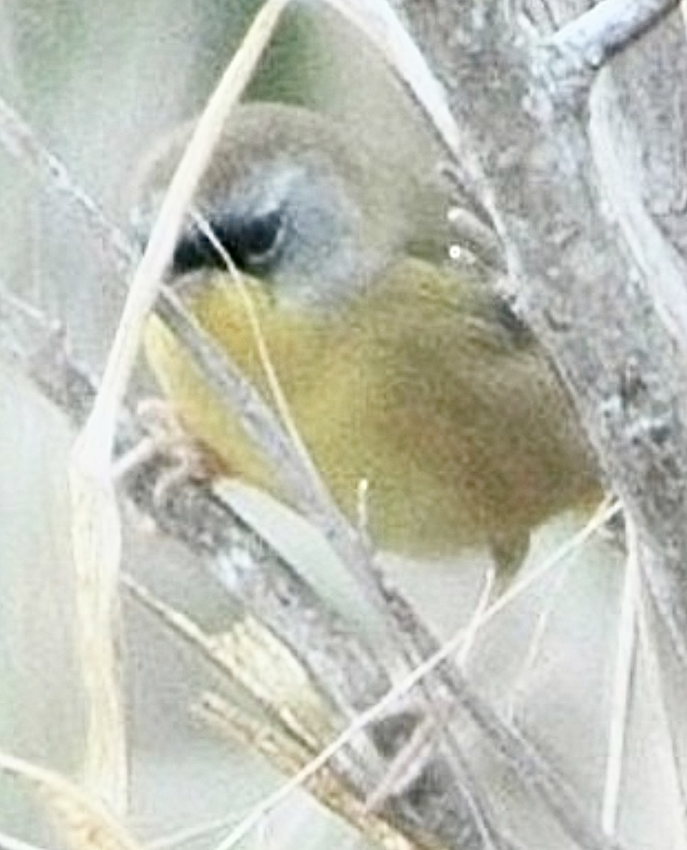 Gray-crowned Yellowthroat - ML629063113