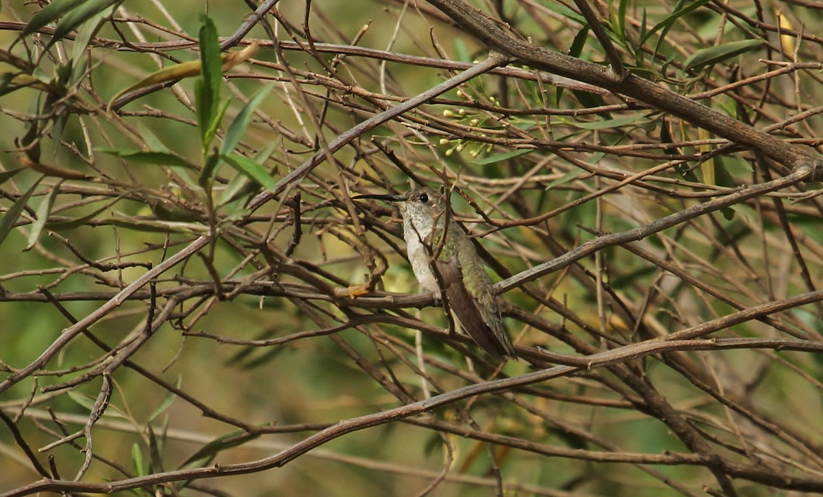 Spot-throated Hummingbird - ML629063126