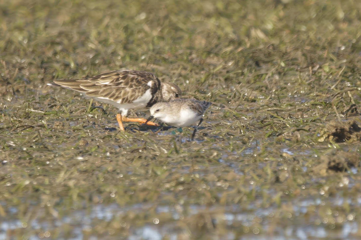 Red-necked Stint - ML629063259