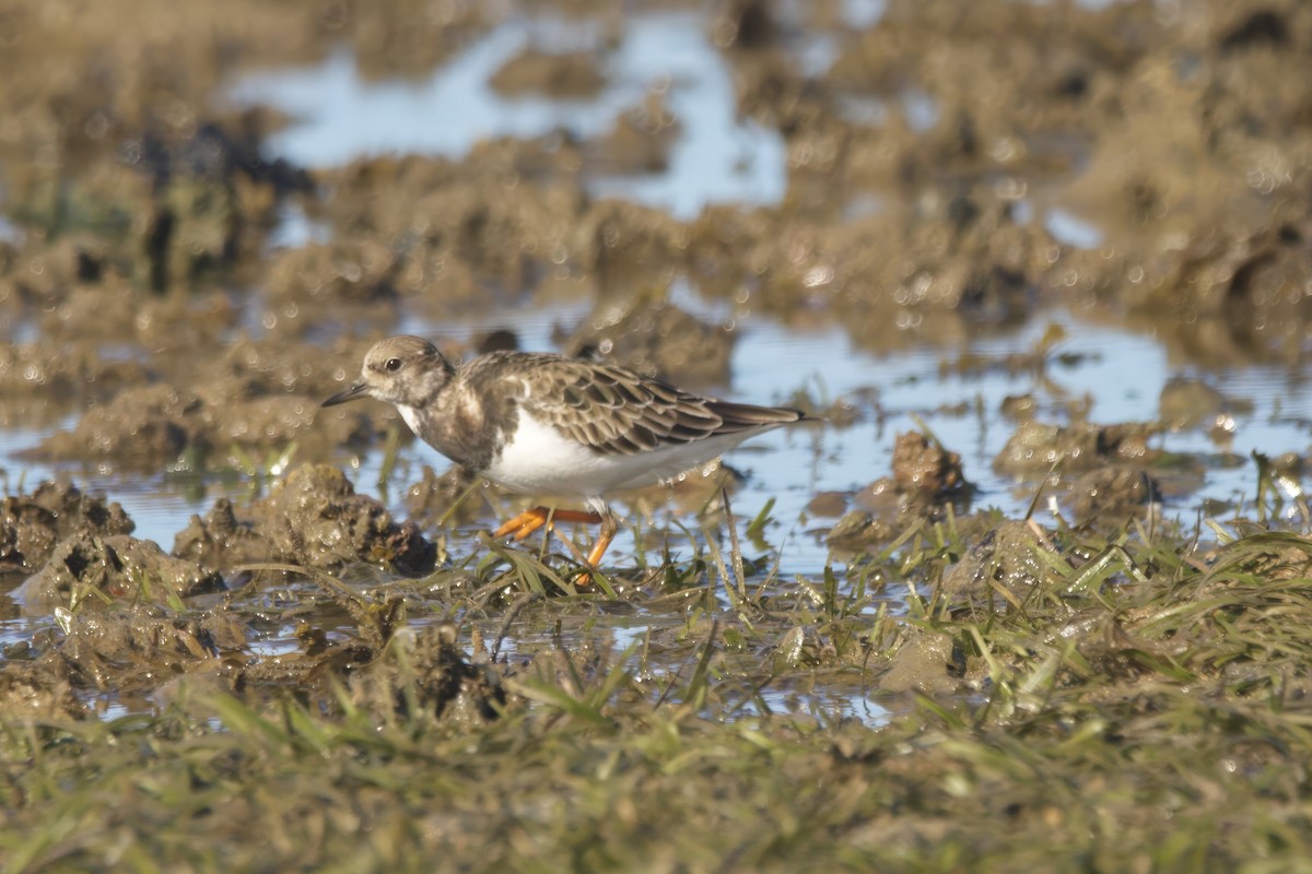 Ruddy Turnstone - ML629063279