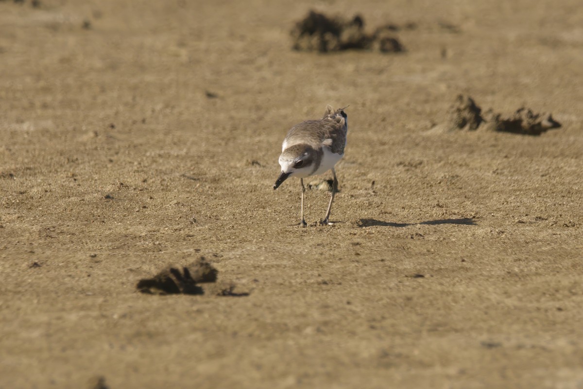 Siberian Sand-Plover - ML629063297