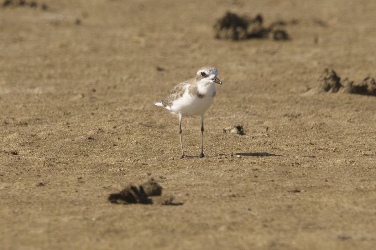 Siberian Sand-Plover - ML629063302