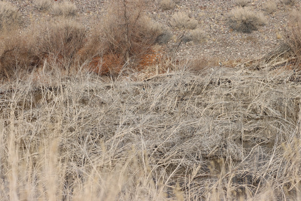 Ногоовор зашин - ML629063343