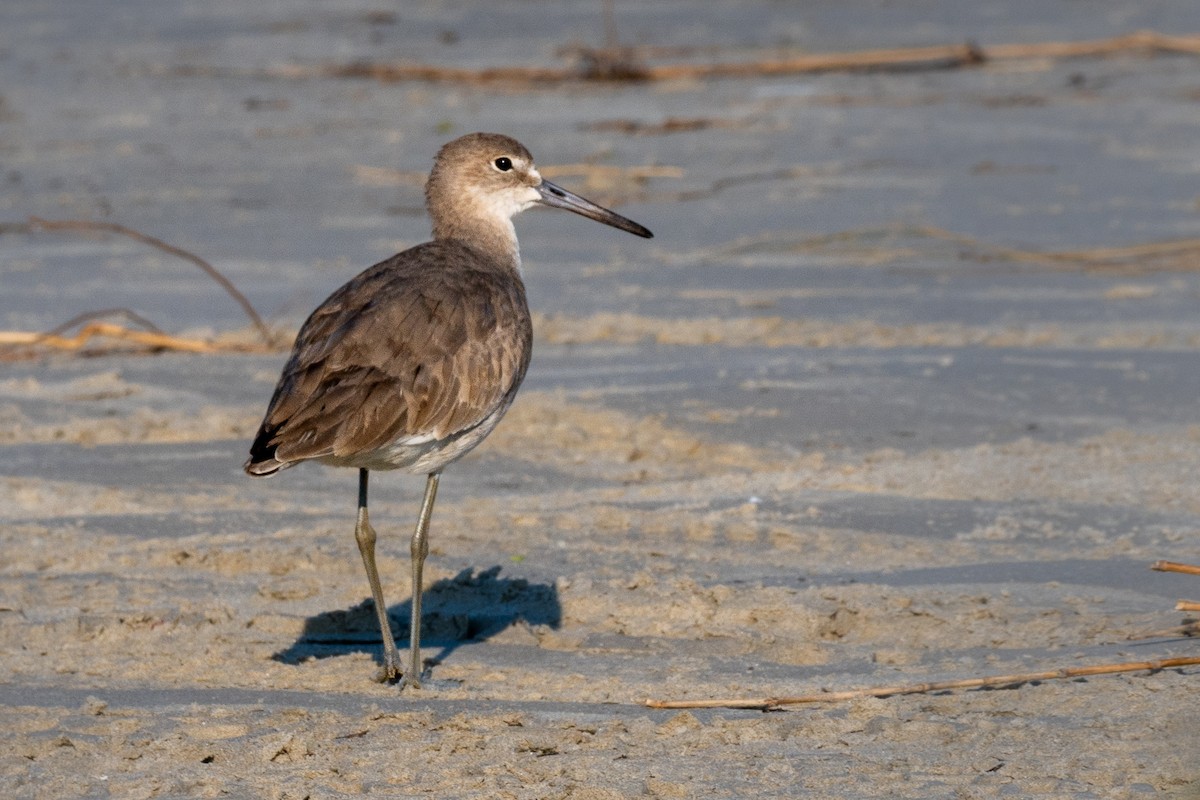 Chevalier semipalmé (inornata) - ML629063390