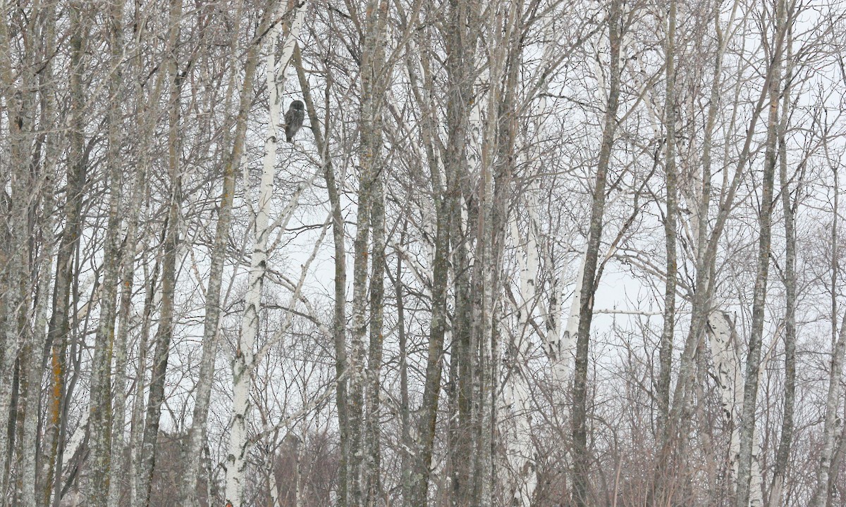 Great Gray Owl - ML629063544