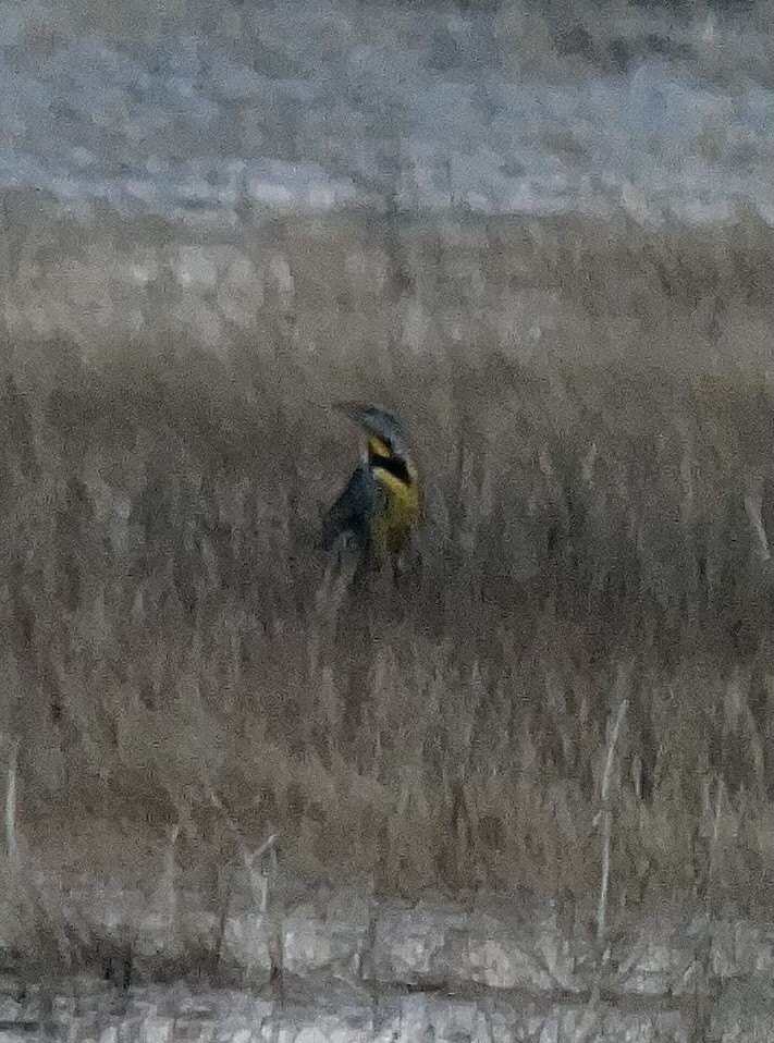 Eastern Meadowlark (Eastern) - ML629063546