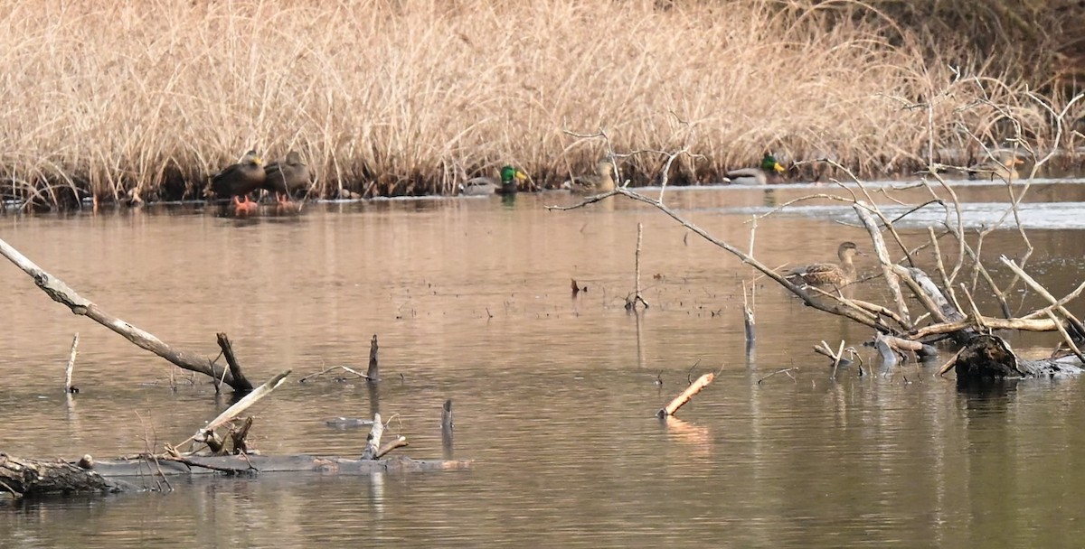 American Black Duck - ML629063608