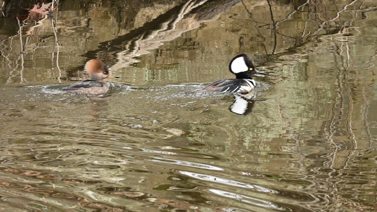 Hooded Merganser - ML629063709