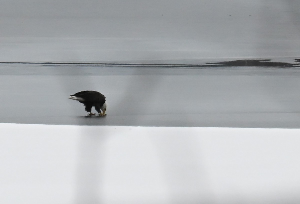 Bald Eagle - ML629063733
