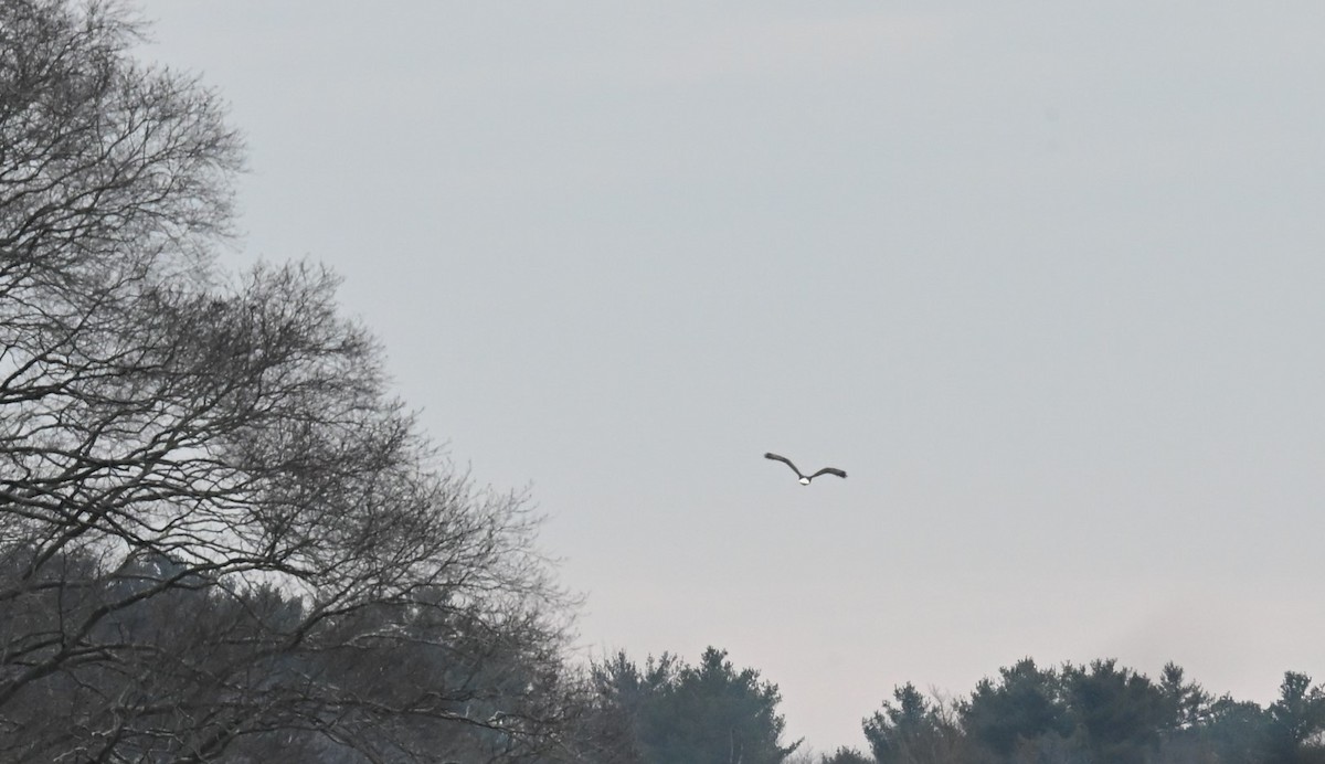 Bald Eagle - ML629063742