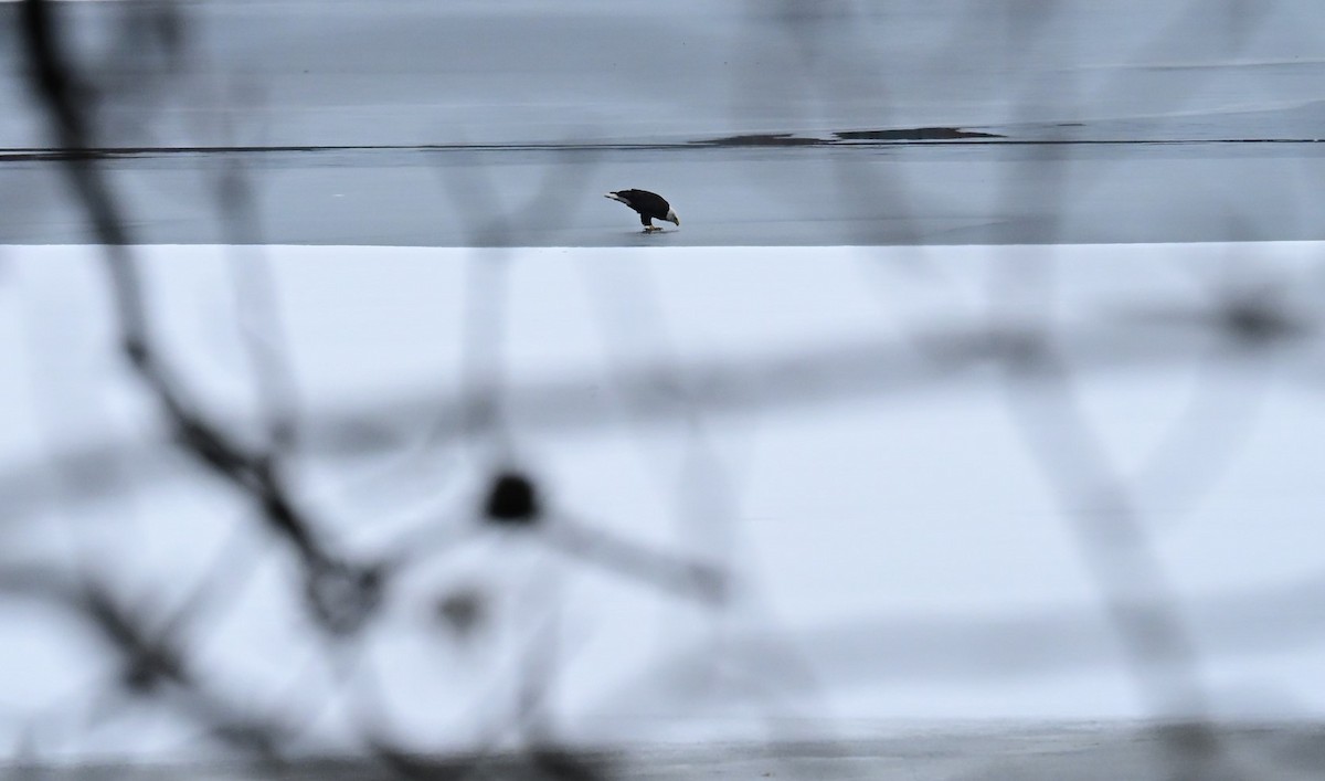 Bald Eagle - ML629063749