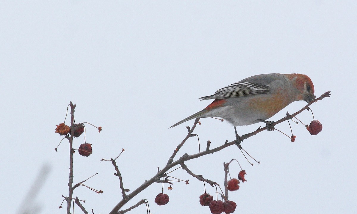 Pine Grosbeak - ML629063753