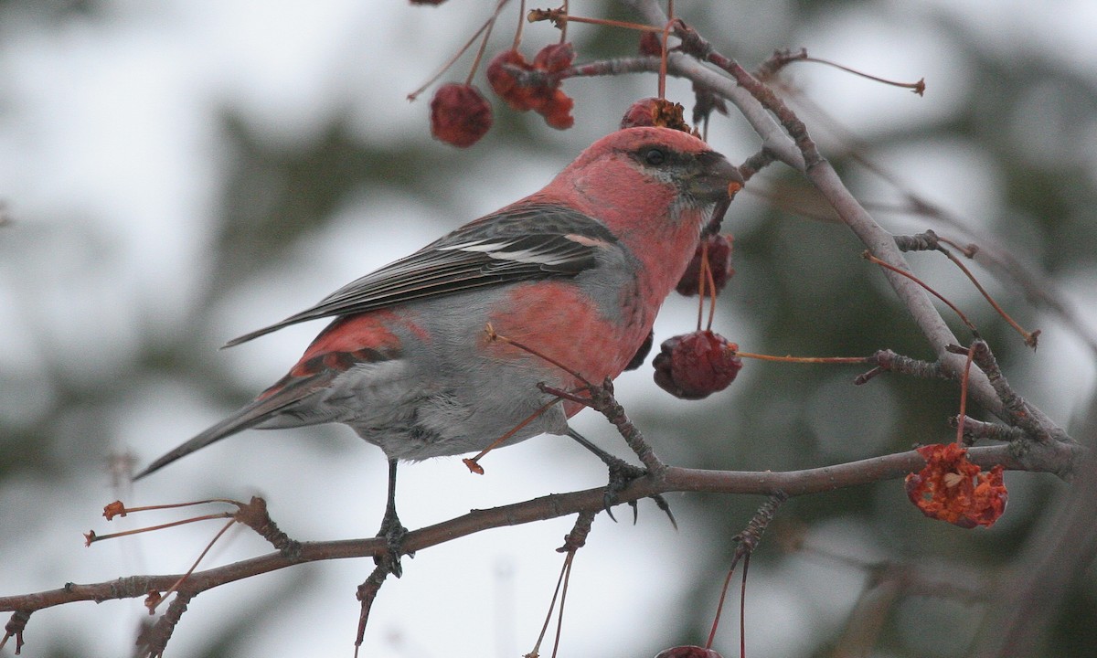 Pine Grosbeak - ML629063754