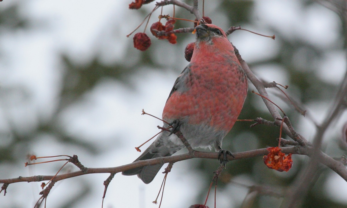 Pine Grosbeak - ML629063755