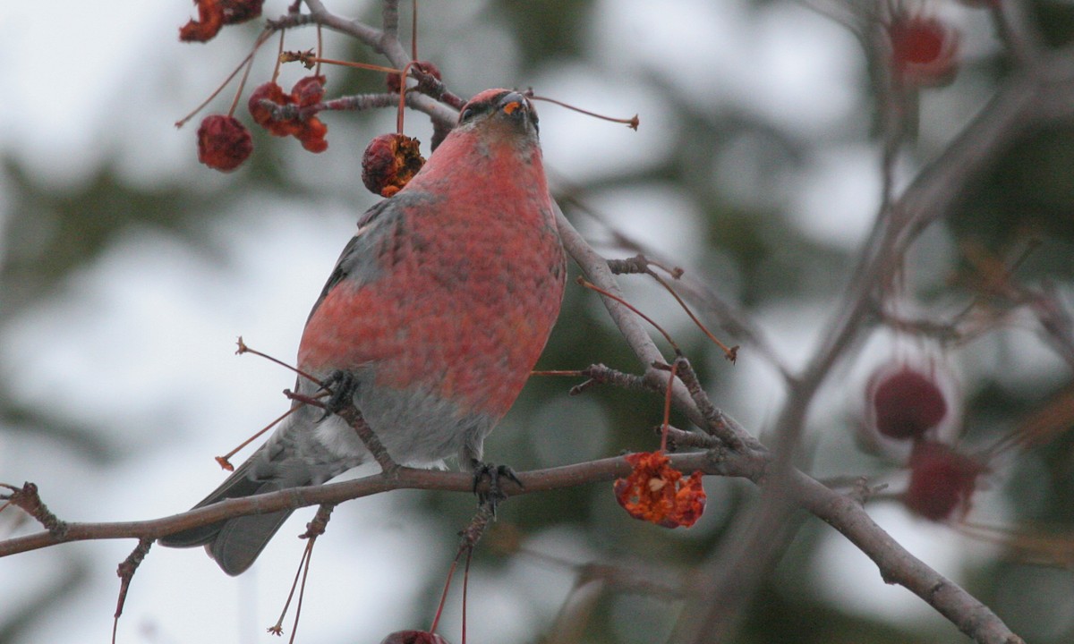 Pine Grosbeak - ML629063756